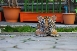 Exposed: true scale of Thailand’s 'tiger selfie' tourism 