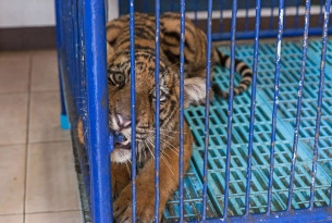Travel associations are ignoring animal cruelty at wildlife attractions