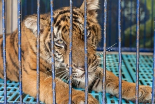 Fear for tigers, as company behind cruel Tiger Temple plans to open a new venue