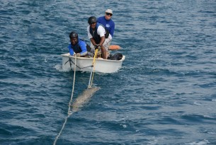 Teaching whale rescue workshops in Tonga
