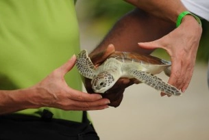 Tourist holding small turtle at Cayman Turtle Centre - Wildlife. Not entertainers - World Animal Protection