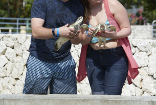 Tourists holding sea turtles at Cayman Turtle Centre - World Animal Protection - Wildlife. Not entertainers