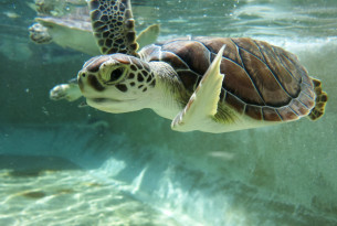 5 surprising facts about turtle cruelty happening today