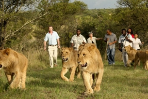 Tourists walking with lions in South Africa - World Animal Protection - Wildlife. Not entertainers