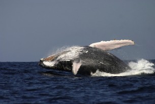 Hopes for whale sanctuary in South Atlantic dashed by pro-whaling countries