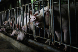 Chinese consumers support better welfare for pigs