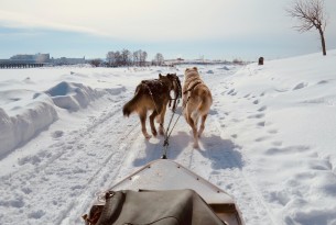 Dogs pulling a sled in the snow