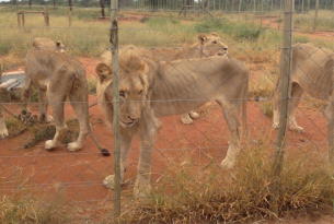 Leão extremamente magro, dentro de um cercado, onde é mantido em condições precárias pela indústria de medicina tradicional