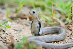 Cobra naja em meio à natureza