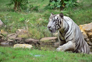 A white tiger in the wild in India