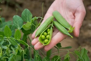 peas-plant-based-diet 