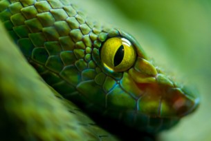 A closeup of a snake's eye