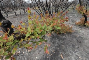 Regrowth after Australian bushfires