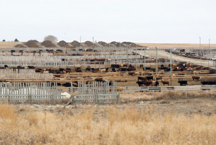 Beef cattle in a feedlot