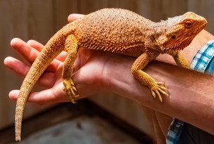 A bearded dragon in a person's hand
