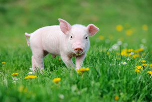 A piglet in the grass