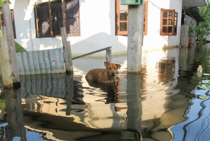 A dog standing in flood waters in front of a home