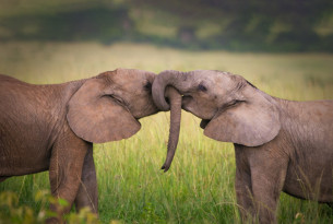 Two elephants with their trunks intertwined 
