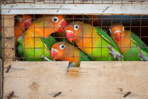 Tropical birds in a cage 