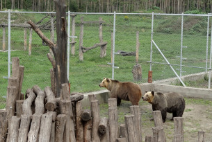 A new place to call home for Spanish rescue bears