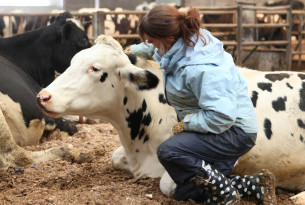 Cow's ear positions tell us how they're feeling, study finds