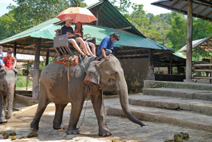 Elephant Rides and Shows – Five Myths