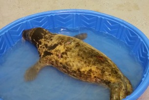 Marine Mammals of Maine opens treatment center for injured animals