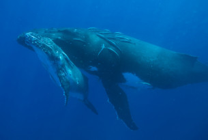 Victory for Whales!