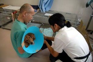 Remembering the animal survivors of Japan three years later