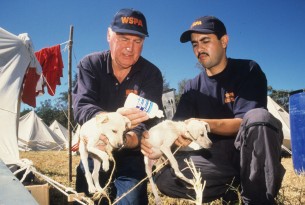 Our disaster relief team provides animal aid after an earthquake in El Salvador, 2001