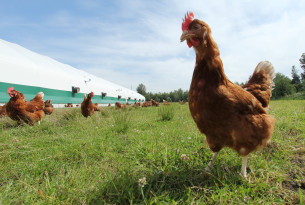The first animal welfare-focused organization to join The Sustainability Consortium