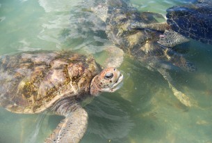 Recent poll for turtle meat in the Cayman Islands shows limited demand