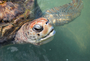 Progress made for endangered Cayman turtles