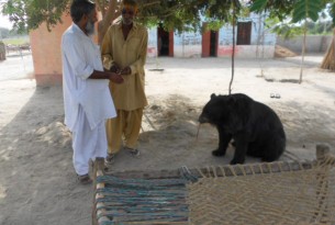 Another three bears saved in Pakistan