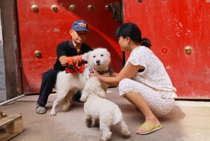 Ending inhumane culling of dogs success in China 