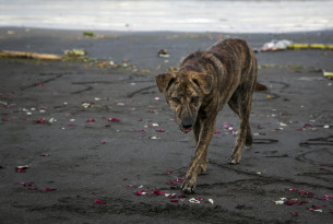 Sochi dog cull: a humane alternative 