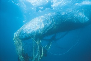 World Animal Protection hosts first meeting of the Global Ghost Gear Initiative