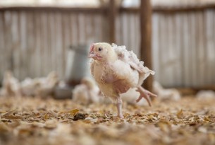 Panera Bread makes industry-leading commitment to improve welfare of chickens
