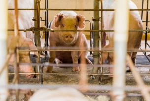 Factory farming - Cruelty - World Animal Protection