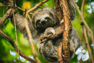 Sloth, Colombia