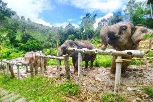 Elephants eating at ChangChill