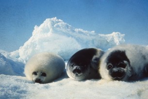 Victory for seals: EU ban on seal products upheld after appeal
