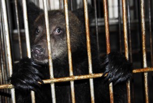 Bear bile survey China