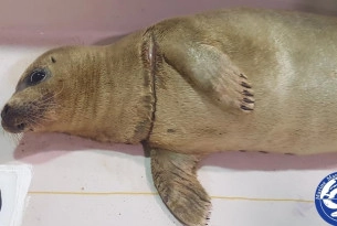 Harbor seal off to rehab after rescue from entanglement in ghost fishing gear 