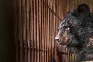  End in sight for cruel bear bile industry in Vietnam