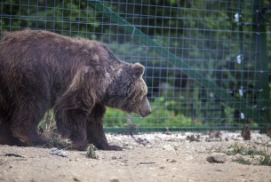 Another bear finds sanctuary in Romanian forest 