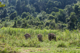 Three rescued elephants have a new home in Thailand