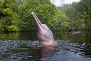 110,000 supporters call for an end to the illegal hunting of the pink river dolphin