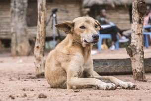 dog, Kenya