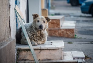 Dogs on steps in Romania